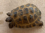 Russian Tortoise Male (RTM35)