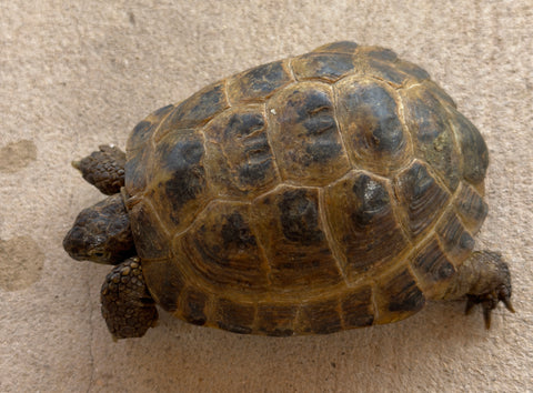 Russian Tortoise Male (RTM35)