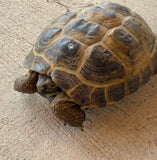 Russian Tortoise Male (RTM36)