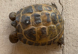 Russian Tortoise Male (RTM36)