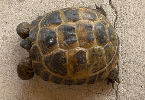 Russian Tortoise Male (RTM36)