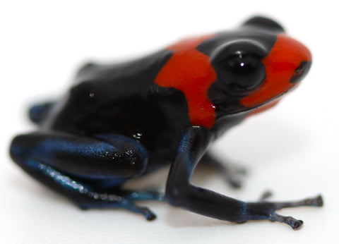 ranitomeya benedicta 'pampa hermosa'