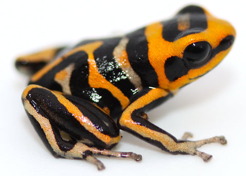 Ranitomeya sumersi "reticulated"