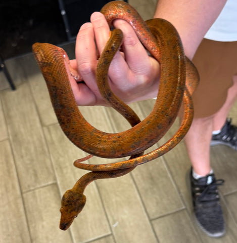 Red Amazon Tree Boa adult female (RATB1)