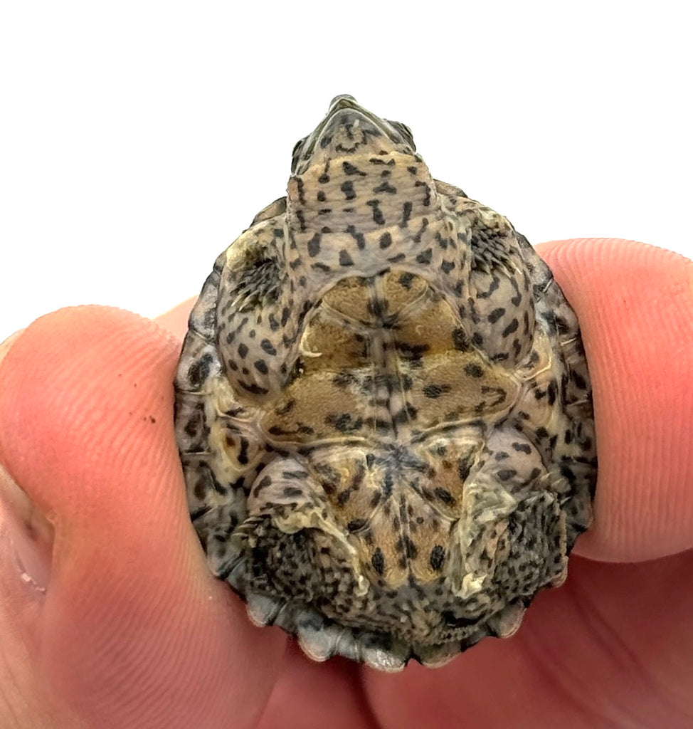 Tiny Razor Back Turtle Razor-backed musk turtle (Sternotherus carinatus) – Reptile Pets Direct