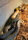 Red Tail Green Rat Snakes Adults