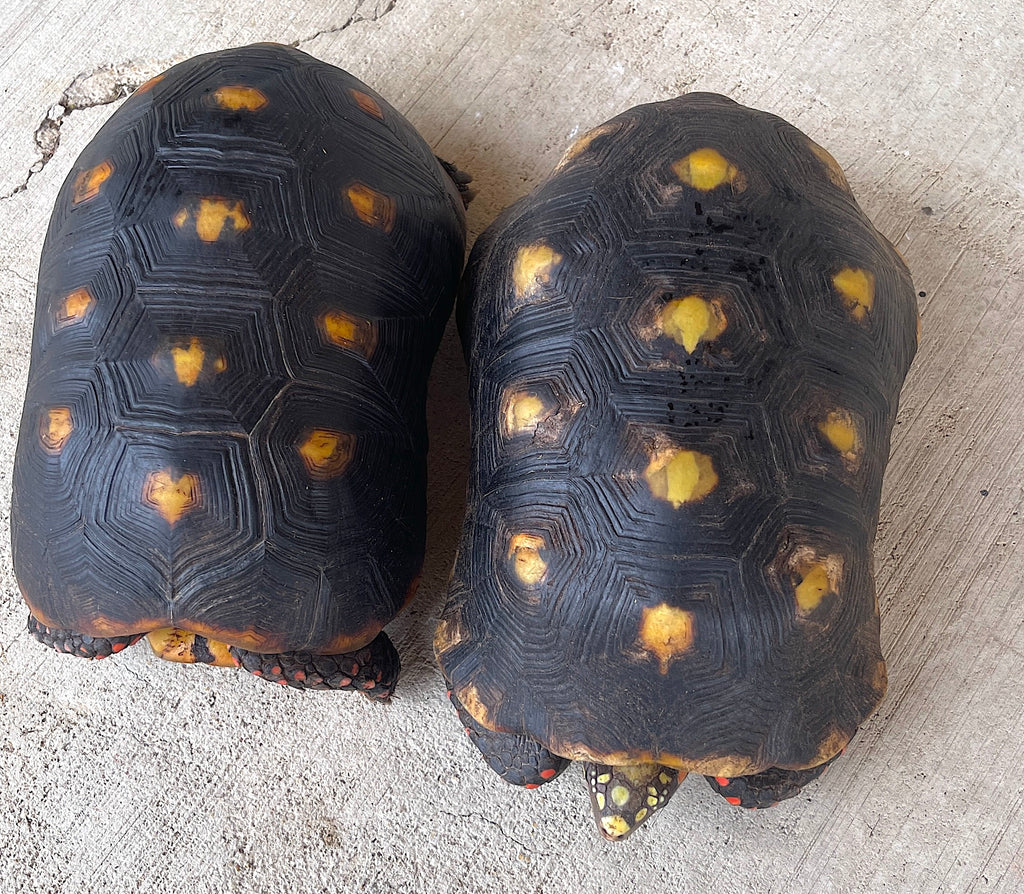 Adult Red Foot Tortoise 9-12