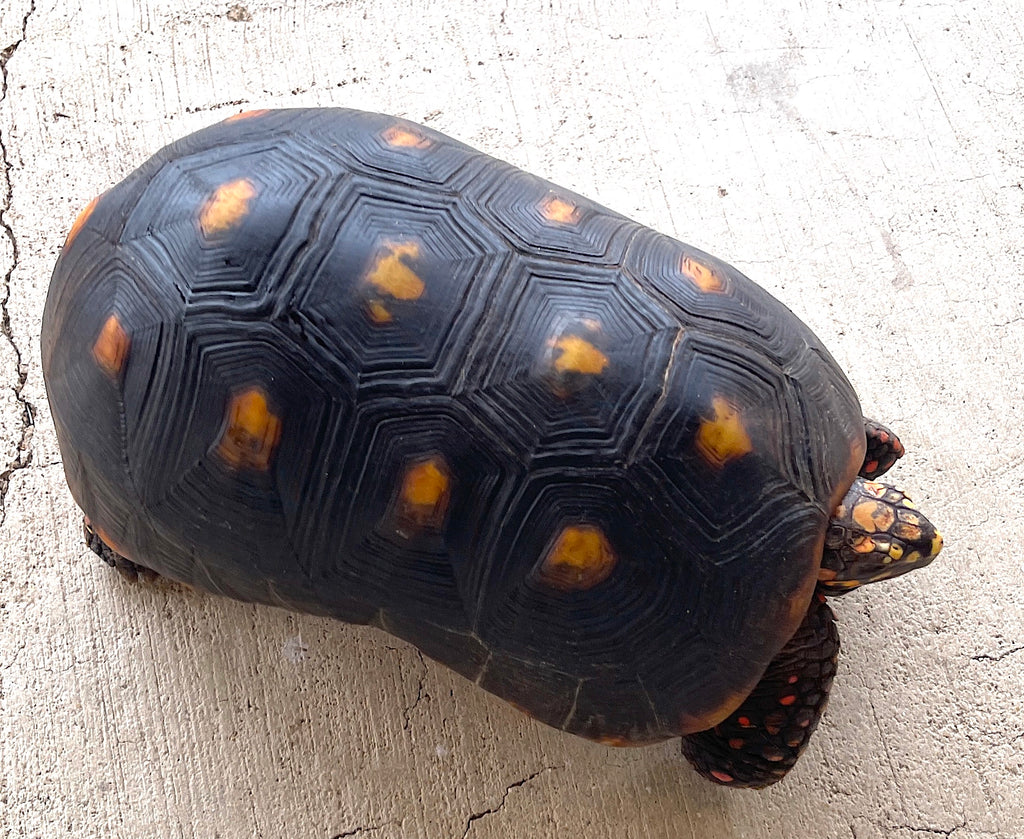 Adult Red Foot Tortoise 9-12