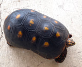 Adult Red Foot Tortoise 9-12" - Reptile Pets Direct