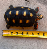 Guyana Red Foot Tortoise 6" Female (RFT9)