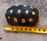 Guyana Red Foot Tortoise 8" Female (RFM3)