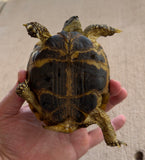 Russian Tortoise Male (Rm4)