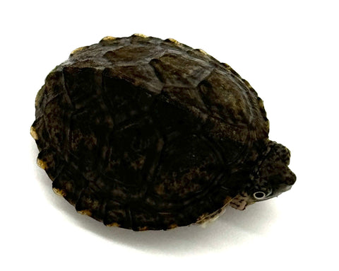 Razor-backed musk turtle (Sternotherus carinatus)