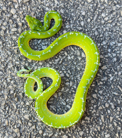 Sorong Green Tree Python Female (SF11)