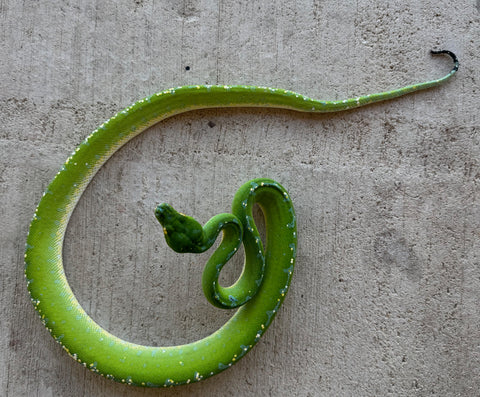 Sorong Green Tree Python Male (SGTP2)