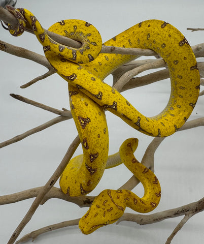 Sorong Green Tree Python yearling (SGTP2)