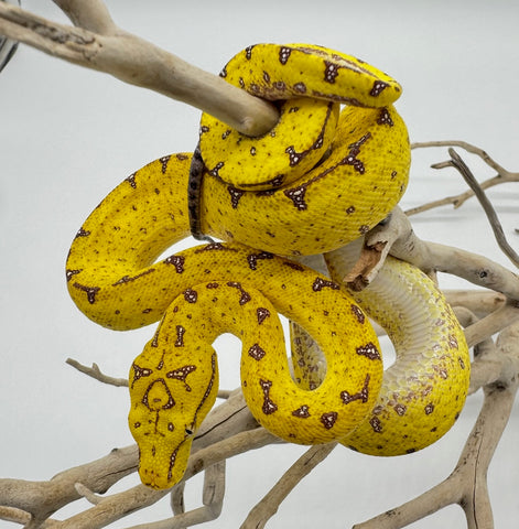 Sorong Green Tree Python yearling (SGTP4)
