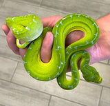 Sorong Green Tree Python Female (SGTPF1)