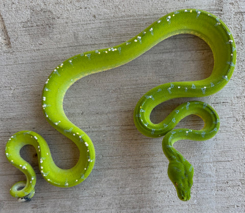 Sorong Green Tree Python Female (SGTP3)