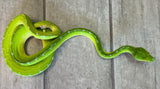 Sorong Green Tree Python Female (SGTPFF)