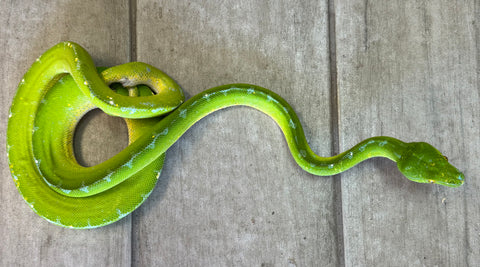 Sorong Green Tree Python Female (SGTPFF)