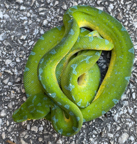 Sorong Green Tree Python Male (SGTPM4)