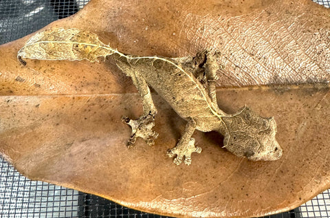 Satanic Leaf Tailed Gecko Male (SLTGM2)