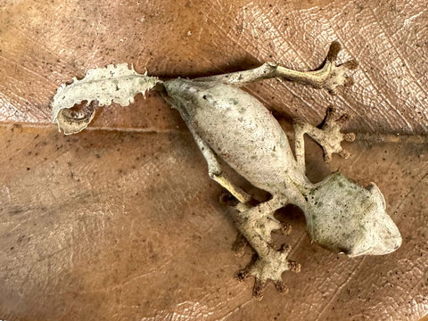 Satanic Leaf Tailed Gecko Male (SLTGM3)