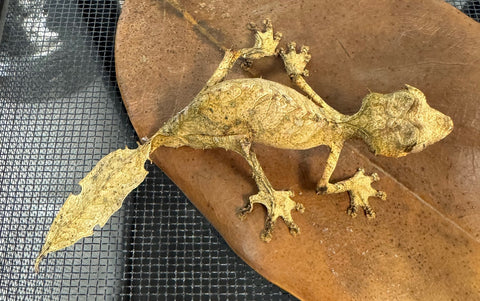 Satanic Leaf Tailed Gecko Male (SLTGM4)