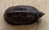 Scorpion Mud Turtle Male (Kinosternon scorpioides) (SMT3)