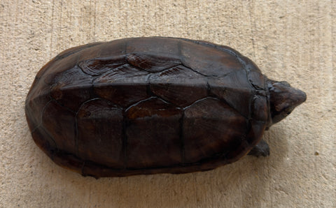 Scorpion Mud Turtle Male (Kinosternon scorpioides) (SMT3)