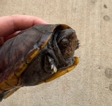 Scorpion Mud Turtle Male (Kinosternon scorpioides) (SMT3)