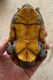 Scorpion Mud Turtle Male (Kinosternon scorpioides) (SMT3)