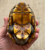 Scorpion Mud Turtle Male (Kinosternon scorpioides) (SMT4)