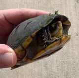 Scorpion Mud Turtle Female (Kinosternon scorpioides) (SMT6)