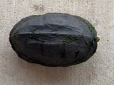 Scorpion Mud Turtle Female (Kinosternon scorpioides) (SMT6)