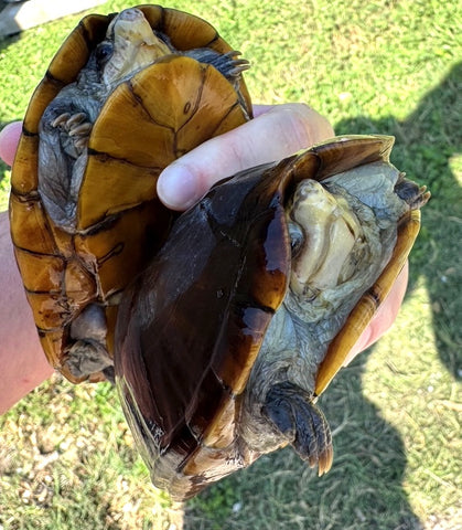 Scorpion Mud Turtles Pairs