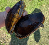 Scorpion Mud Turtles Pairs