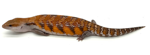 Sunset Orange Northern Blue Tongue Skink (SN2)