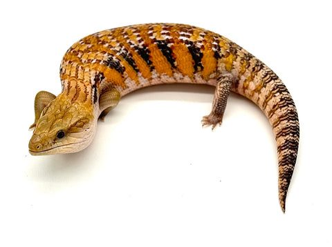 Sunset Orange Northern Blue Tongue Skink (SN3)