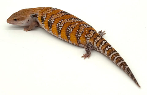 Sunset Orange Northern Blue Tongue Skink (SN1)