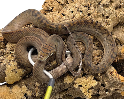 Scrub Python (SP1)