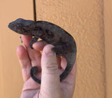 Sambirano Panther Chameleon 1.1 Pair