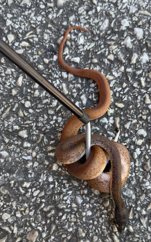 Savu Python Female