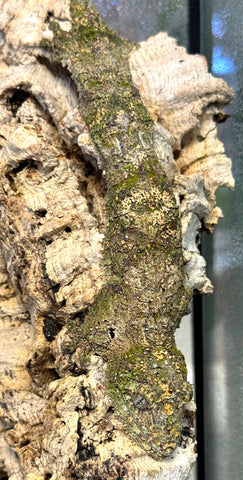 Mossy Leaf Tailed Gecko Female (Uroplatus sikorae) (USLTF1)