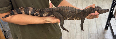 Smooth Front Caiman 25-30" (SFC3)