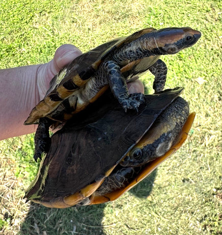 Twist Neck Turtle Pairs (Platemys platycephala)