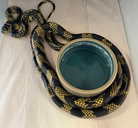 High Yellow tiger rat snake (Spilotes mexicanus)(TR1)