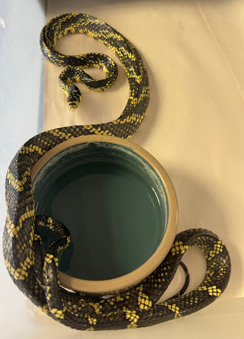 High Yellow tiger rat snake (Spilotes mexicanus)(TR3)