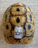Tunisian Tortoises 5" Male High Yellow (Testudo graeca nabeulensis) (TT114)